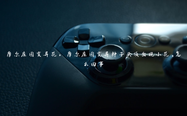 摩尔庄园变异花,摩尔庄园变异种子头顶出现小花,怎么回事 摩尔庄园变异花,摩尔庄园变异种子头顶出现小花,怎么回事